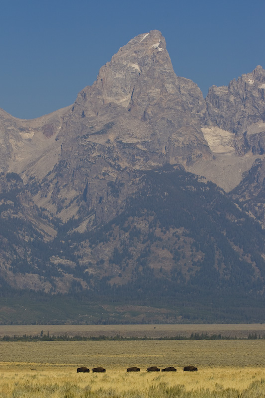 Bison Herd And Grand Teton